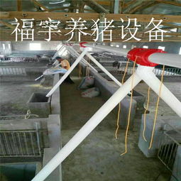 福宇畜牧 自動(dòng)化料線(xiàn)賦能牧場(chǎng)，一次投資開(kāi)啟終身效益新篇章